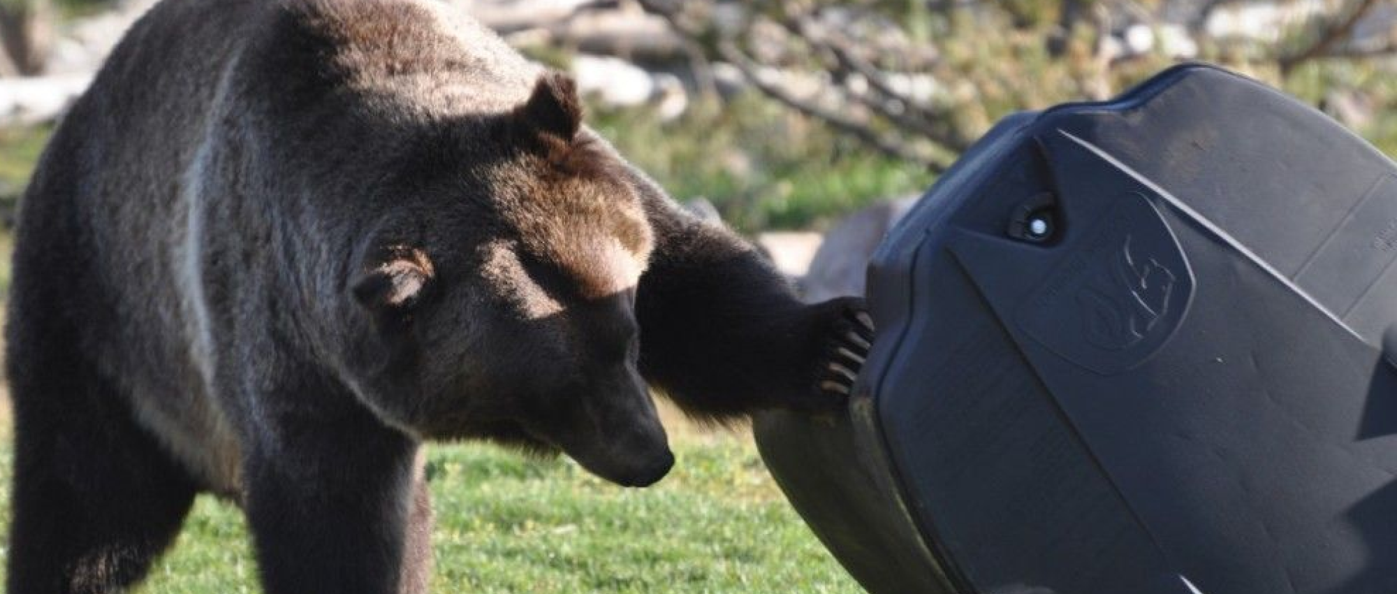 Engage Page -Bear Trash 2 - 1000x425